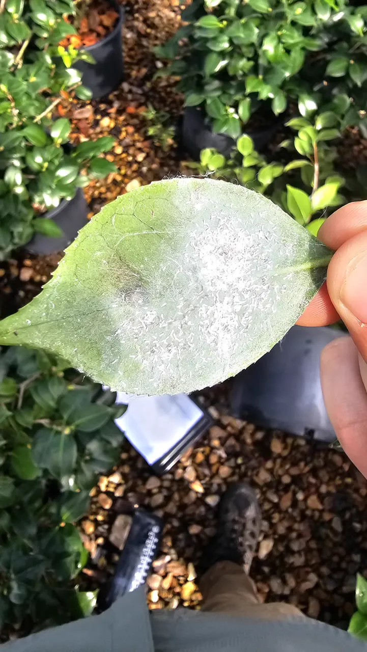 Green Leaf photo 5